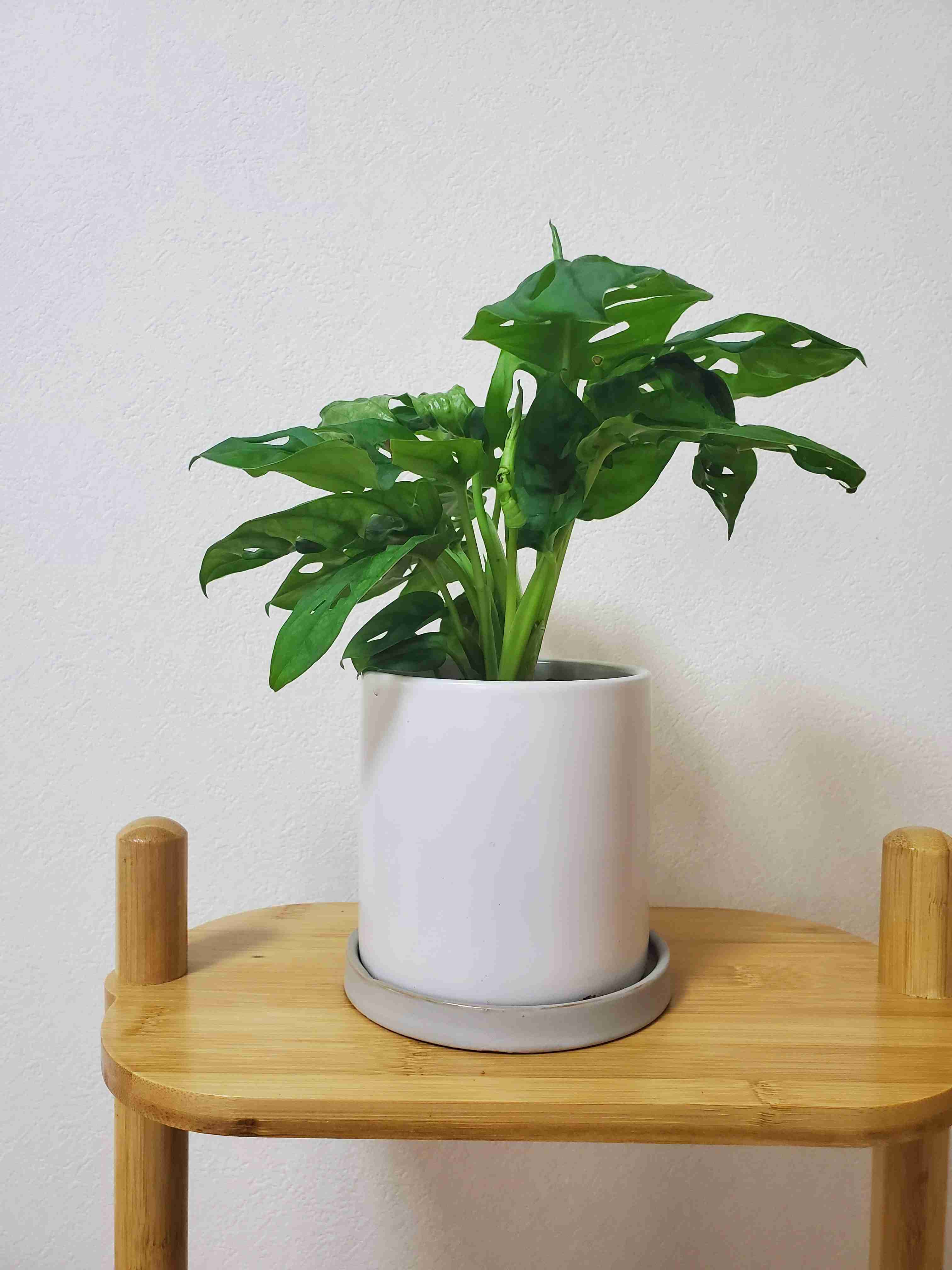 【100均】観葉植物【植え替え】
