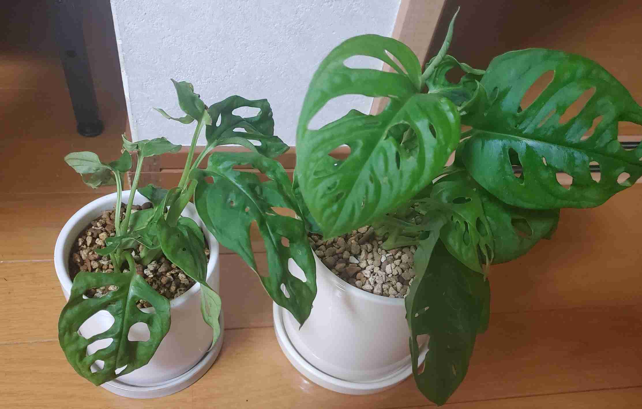 【100均】観葉植物【植え替え】