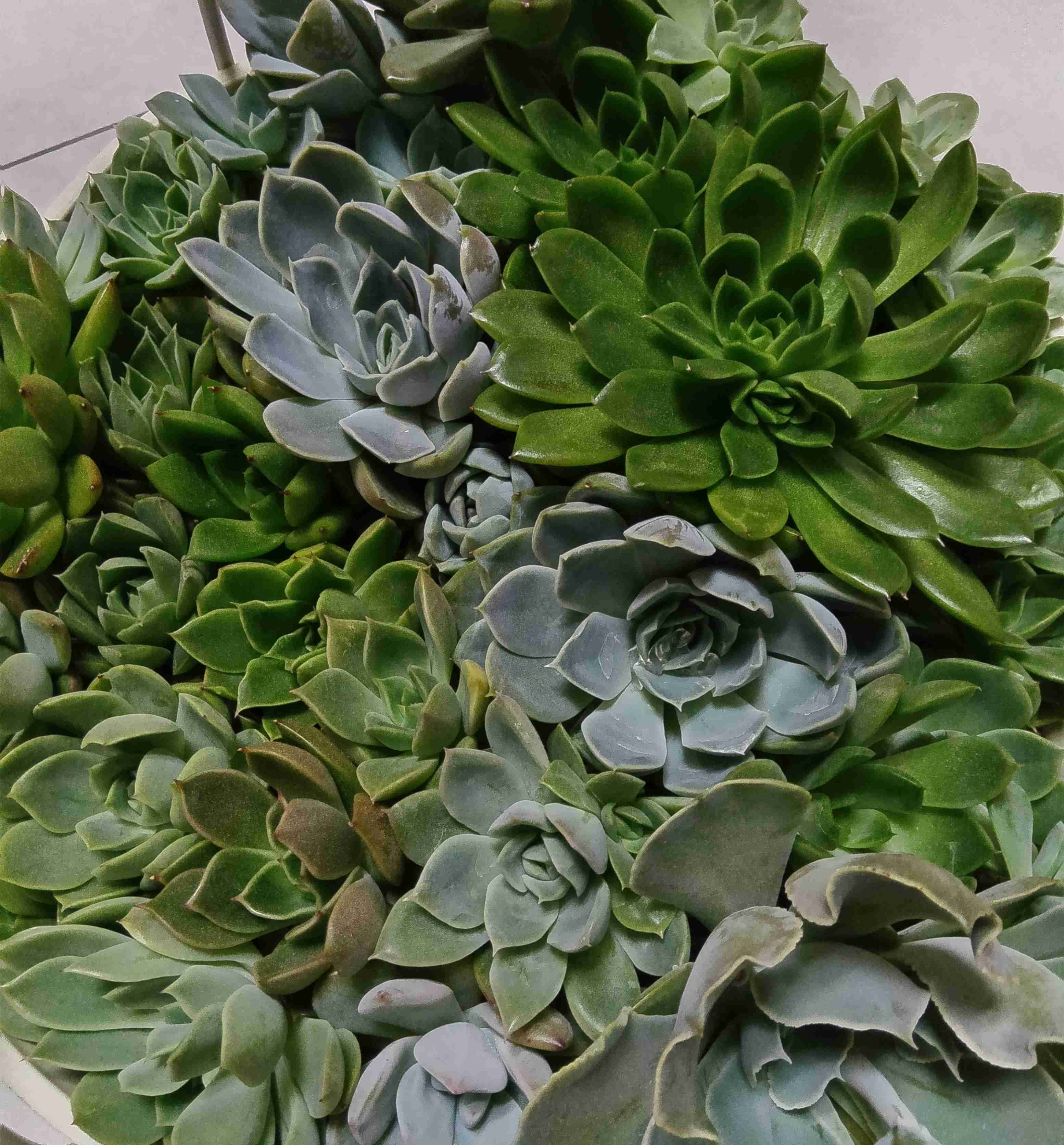 【100均】観葉植物【植え替え】
