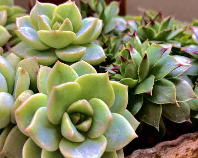 【100均】観葉植物【植え替え】