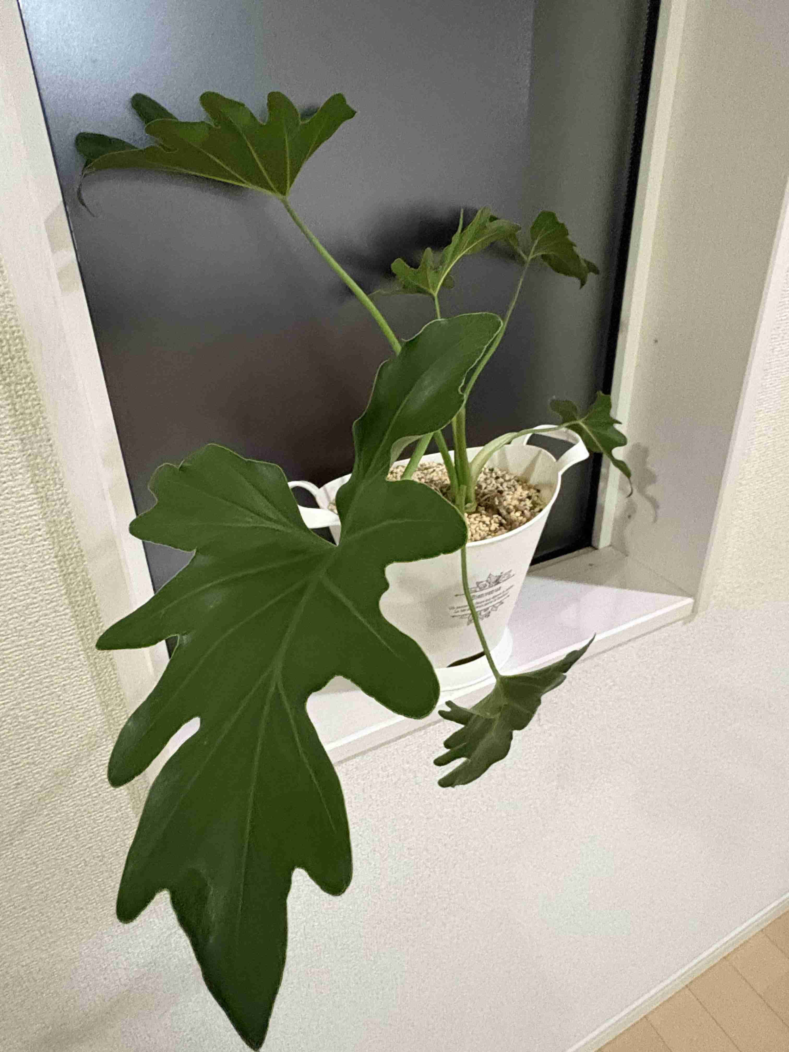【100均】観葉植物【植え替え】