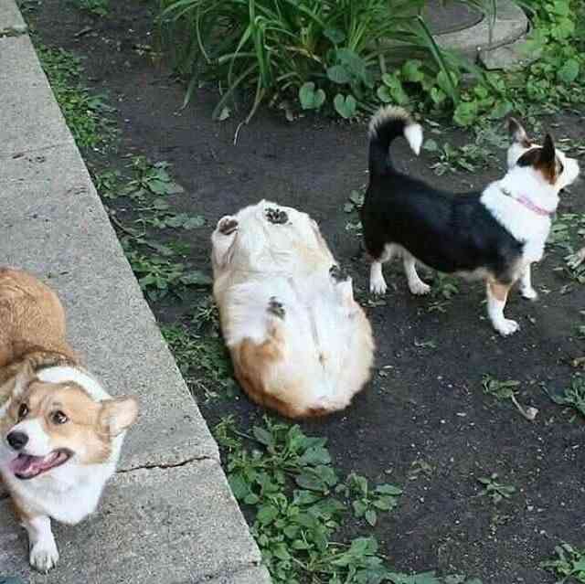 おバカっぽく見える画像トピ