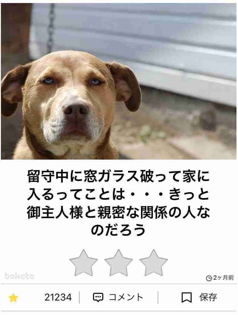 おバカっぽく見える画像トピ