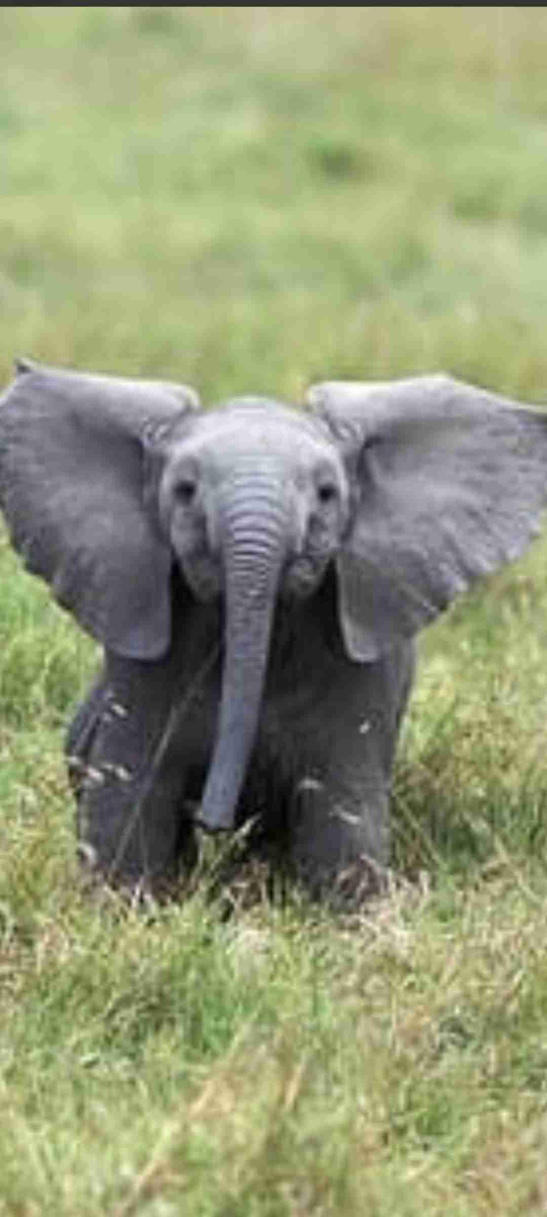 ゾウが好きな人〜🐘