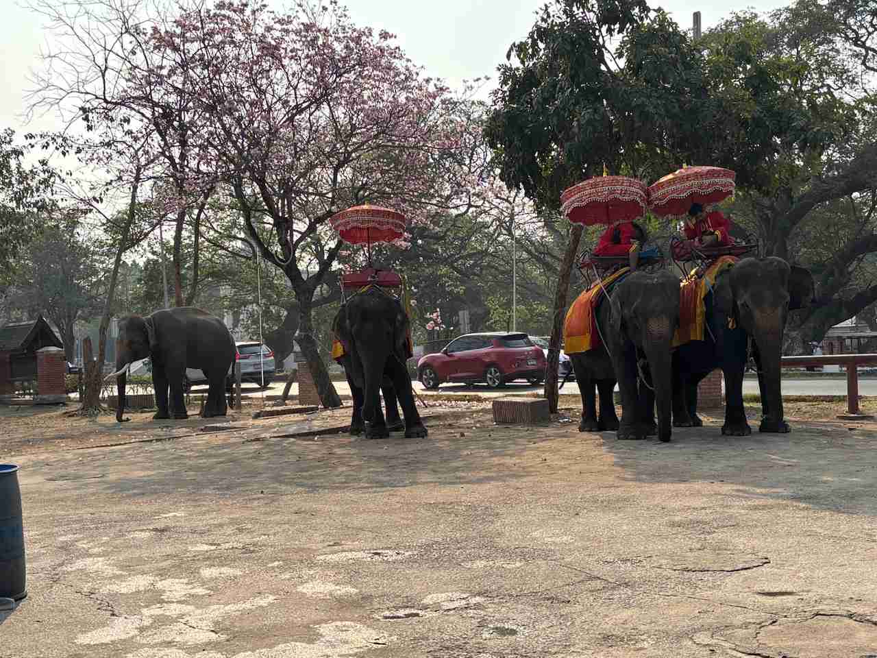 ゾウが好きな人〜🐘