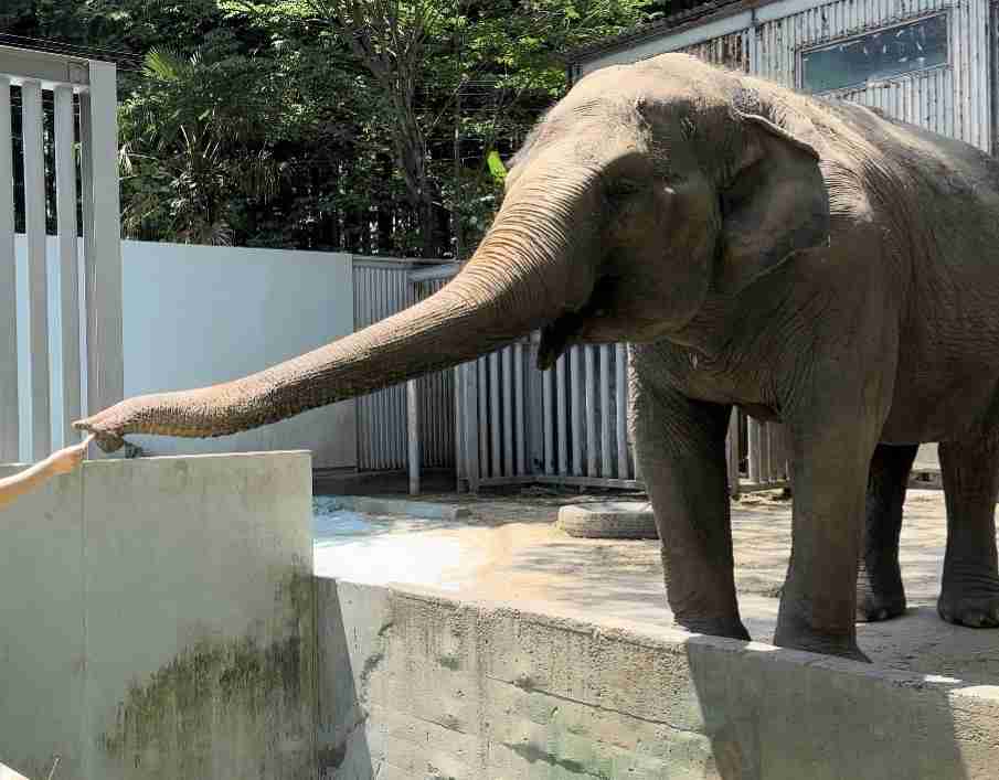 ゾウが好きな人〜🐘