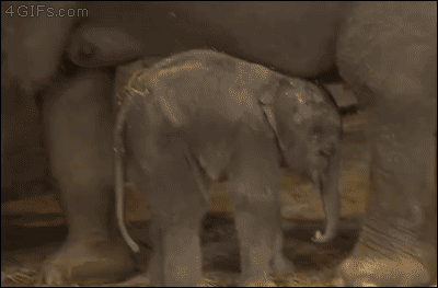 ゾウが好きな人〜🐘
