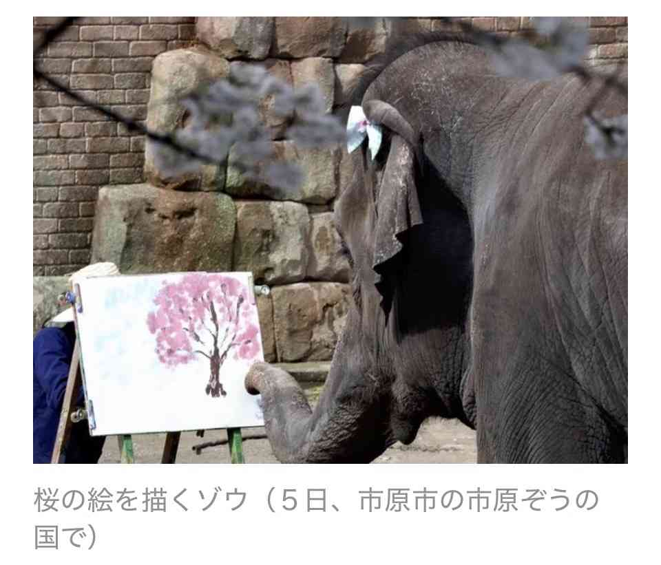 ゾウが好きな人〜🐘