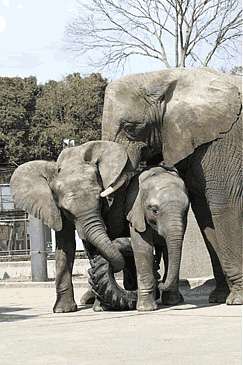 ゾウが好きな人〜🐘