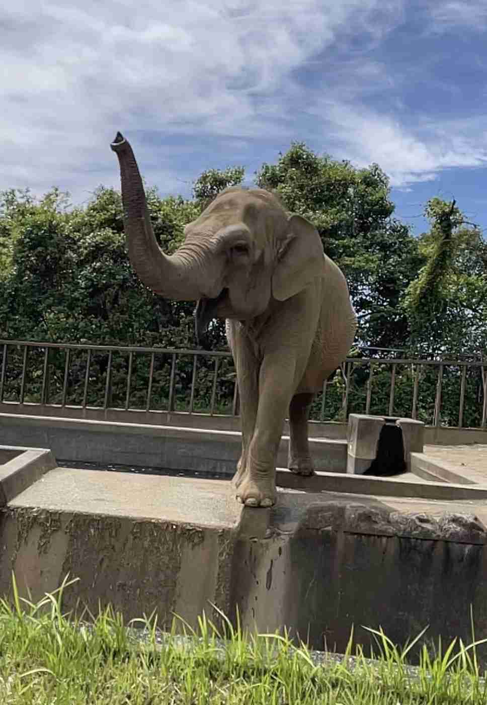 ゾウが好きな人〜🐘
