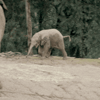 ゾウが好きな人〜🐘