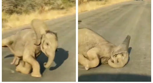 ゾウが好きな人〜🐘