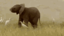 ゾウが好きな人〜🐘