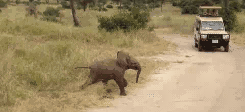 ゾウが好きな人〜🐘