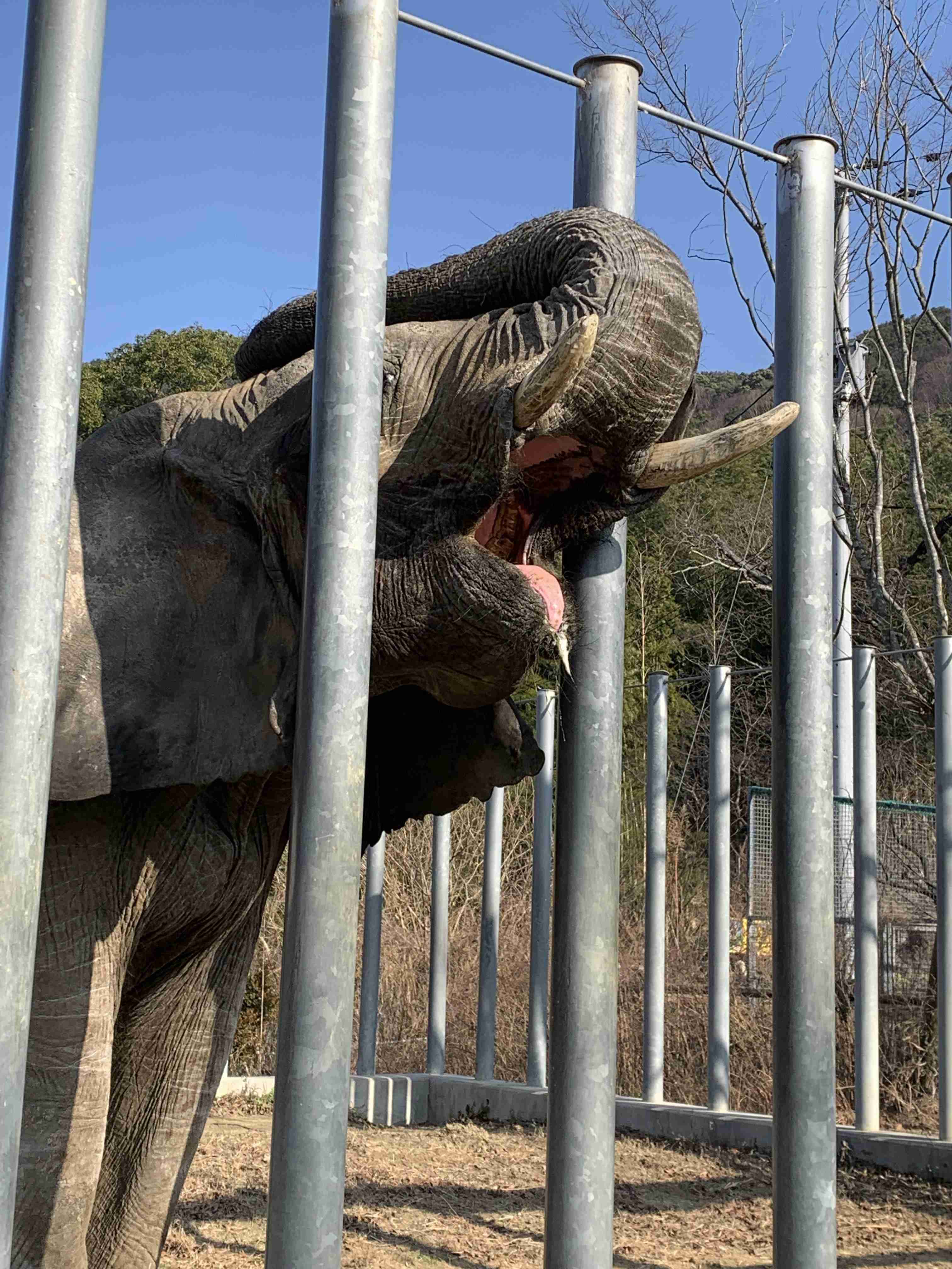 ゾウが好きな人〜🐘