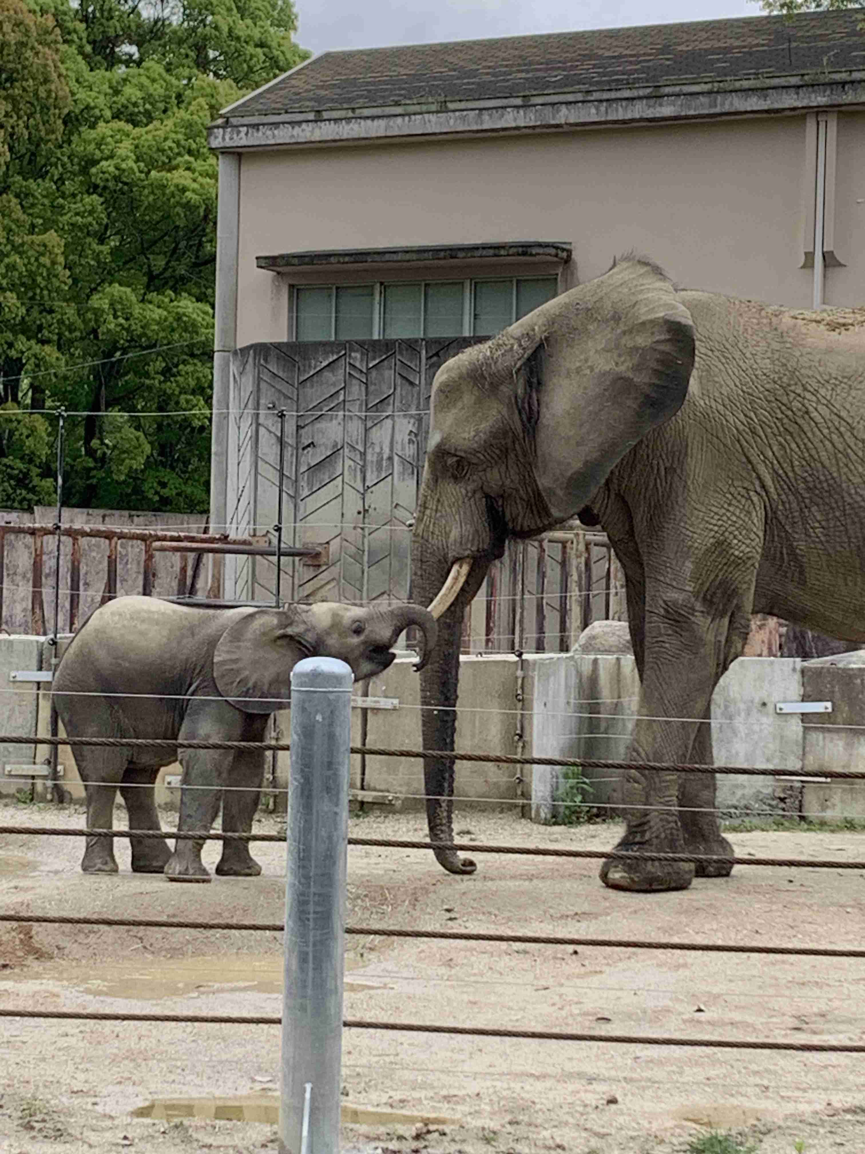 ゾウが好きな人〜🐘