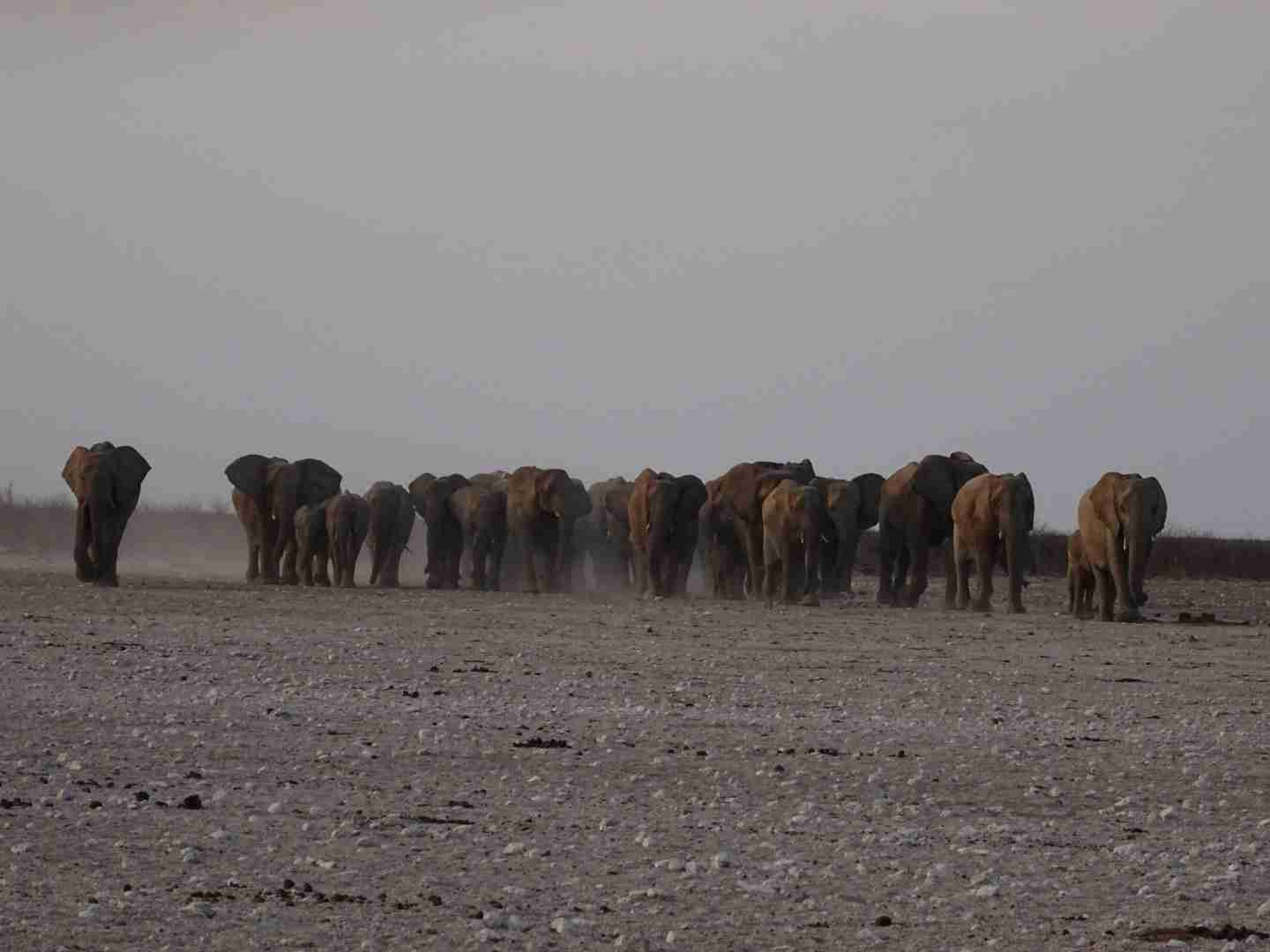 ゾウが好きな人〜🐘