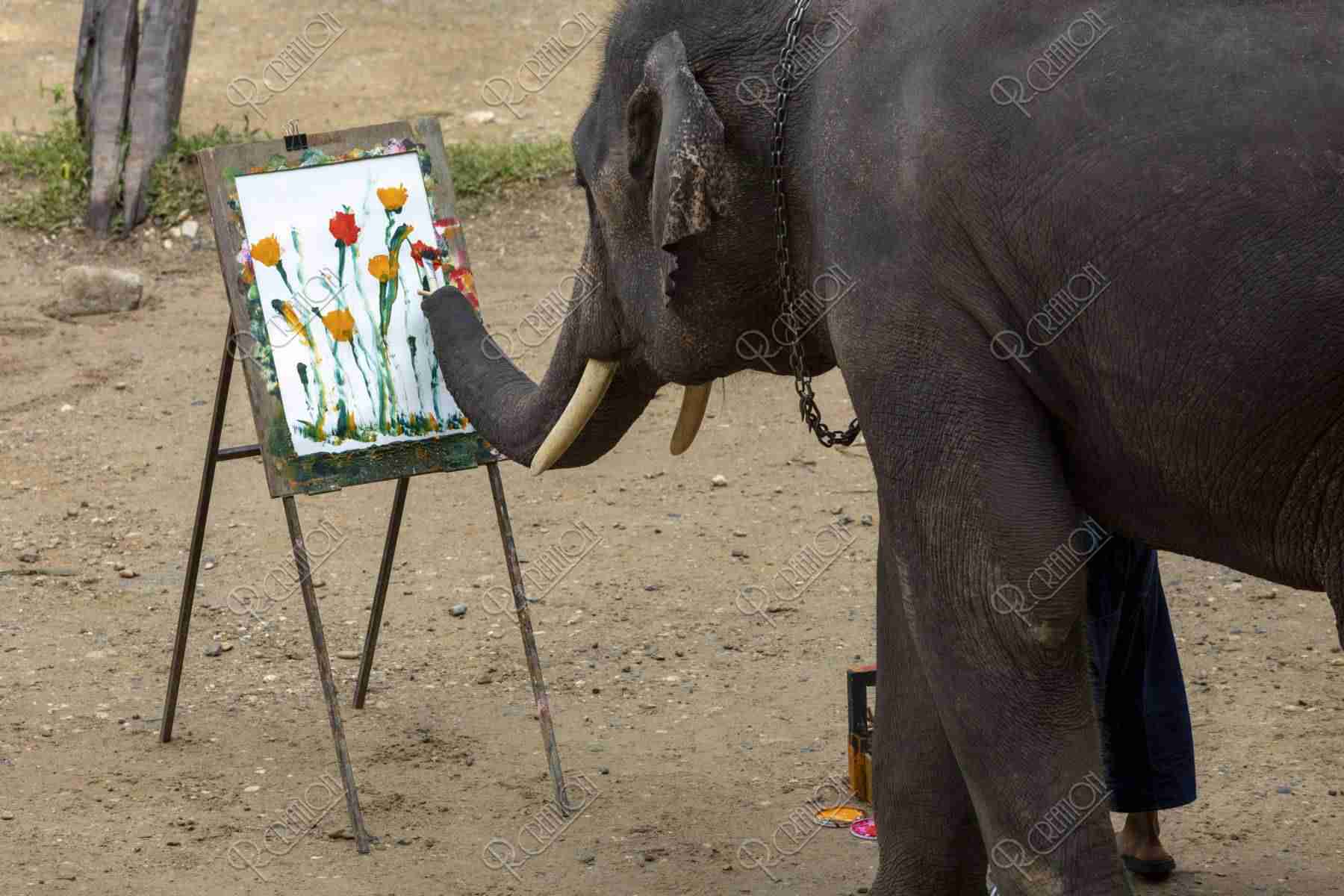 ゾウが好きな人〜🐘