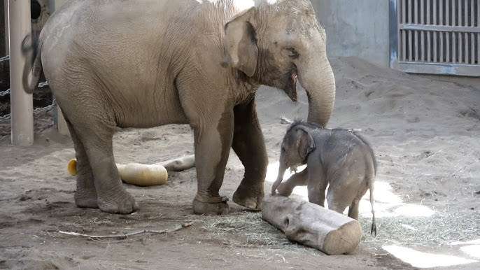 ゾウが好きな人〜🐘
