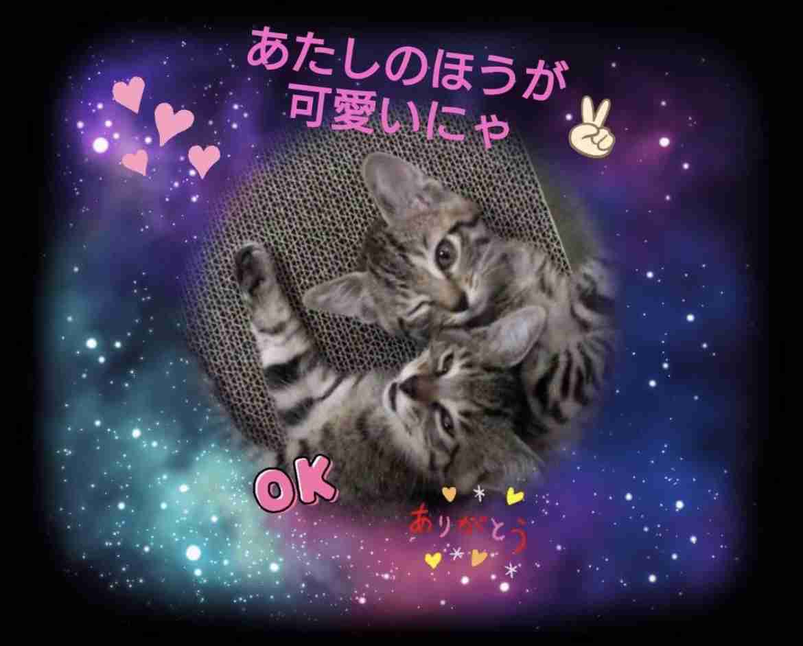 自分ちのペットが思ってそうなこと