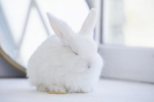 自分ちのペットが思ってそうなこと