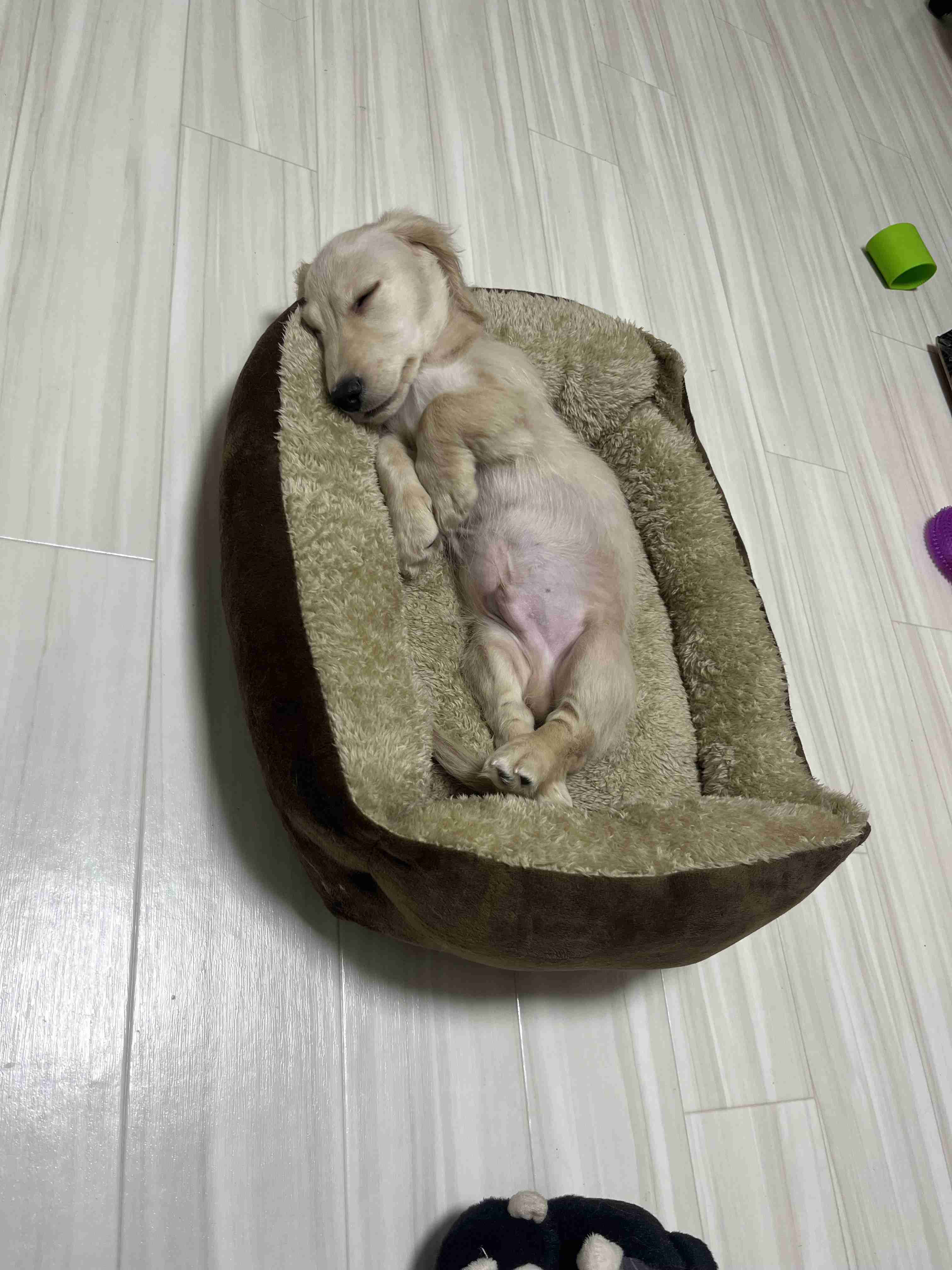もう日曜の夜だしペットの変な寝相の写真でも見せ合って癒されない?