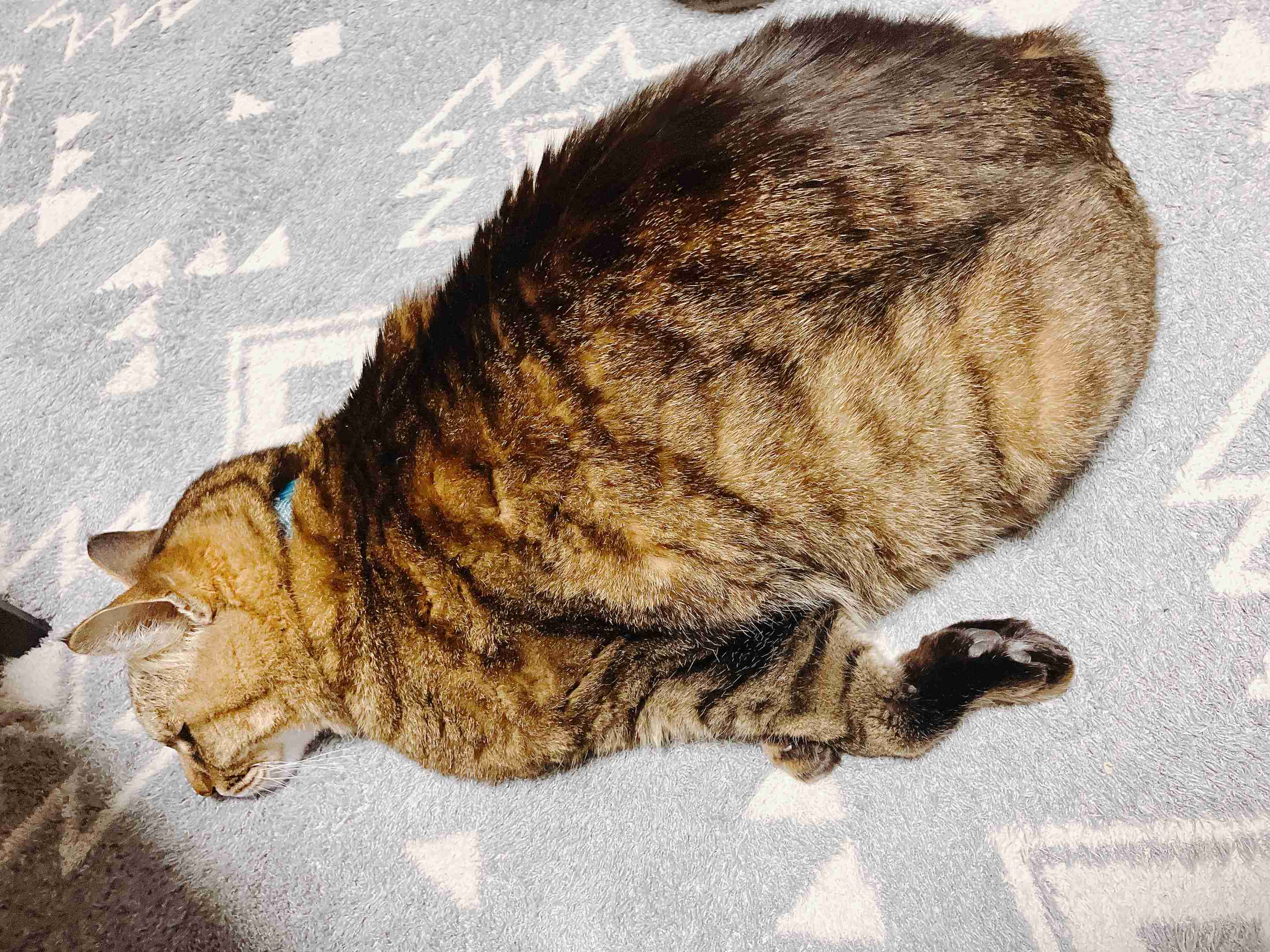 もう日曜の夜だしペットの変な寝相の写真でも見せ合って癒されない?