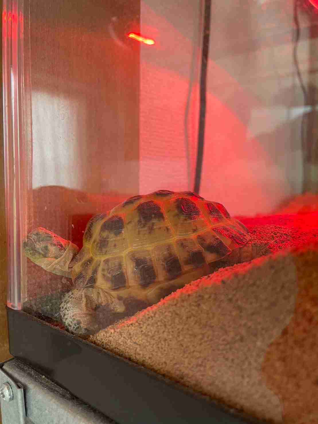 もう日曜の夜だしペットの変な寝相の写真でも見せ合って癒されない?