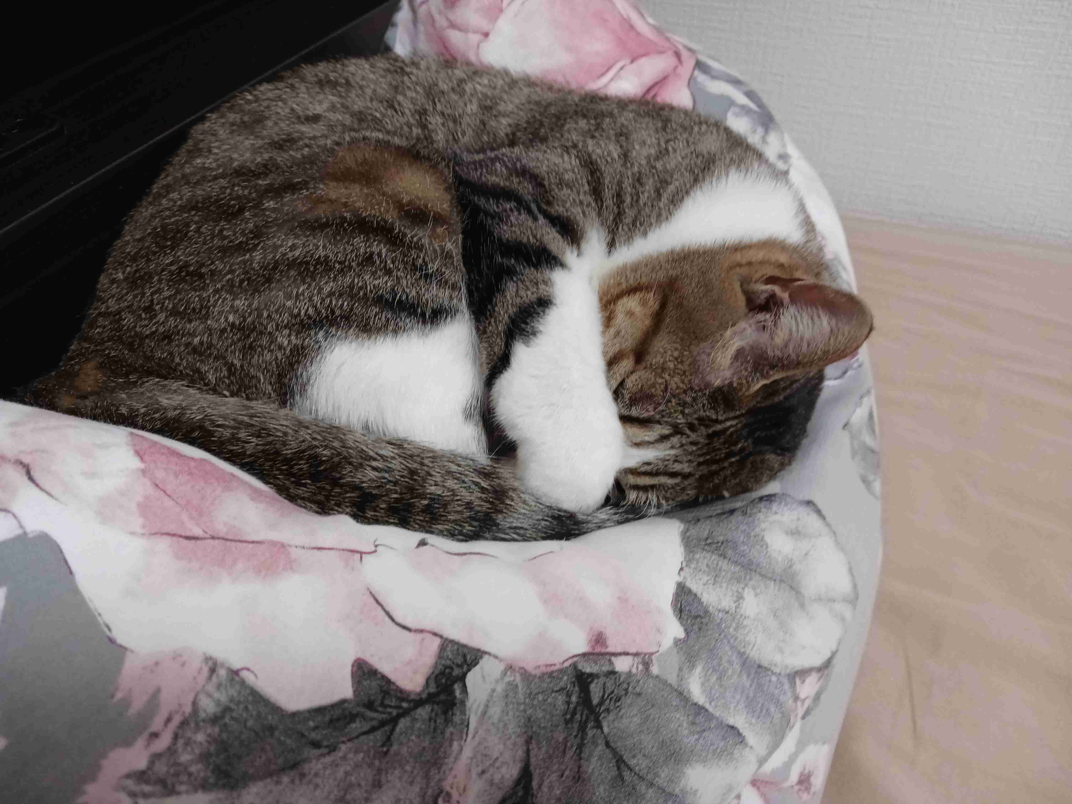 もう日曜の夜だしペットの変な寝相の写真でも見せ合って癒されない?