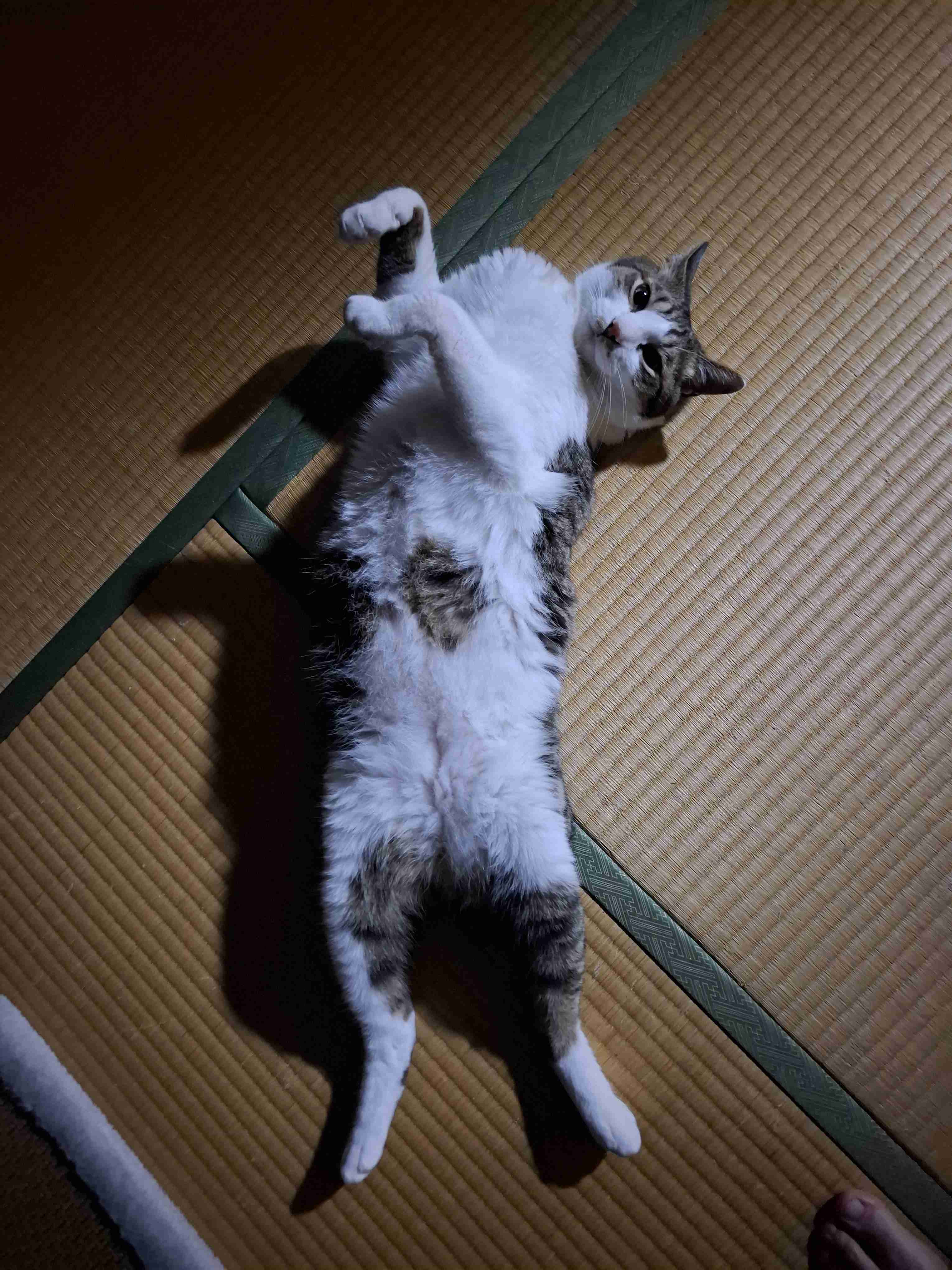 もう日曜の夜だしペットの変な寝相の写真でも見せ合って癒されない?