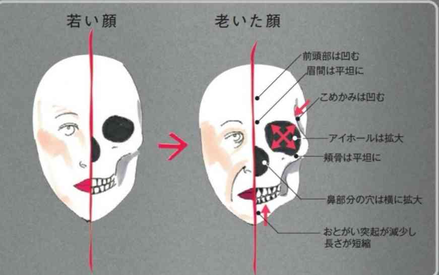顔の骨格と老化の関係を示した図