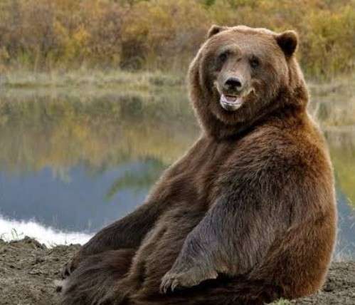 岩手県大槌町　飼いネコがクマに食べられたか