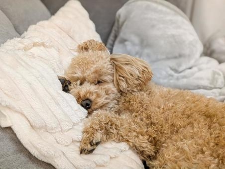 子供たちが犬を可愛がらない