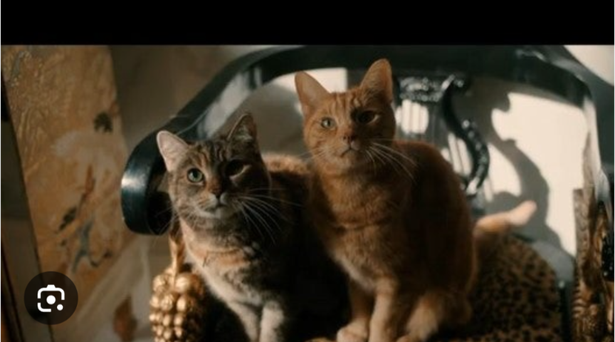 猫がでてくる映像作品（映画・ドラマなど）
