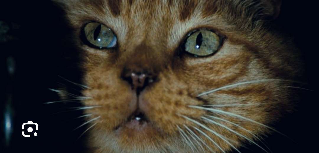 猫がでてくる映像作品（映画・ドラマなど）