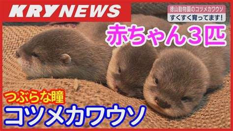 「独身女がペットを飼うと婚期を逃す」て本当ですか？