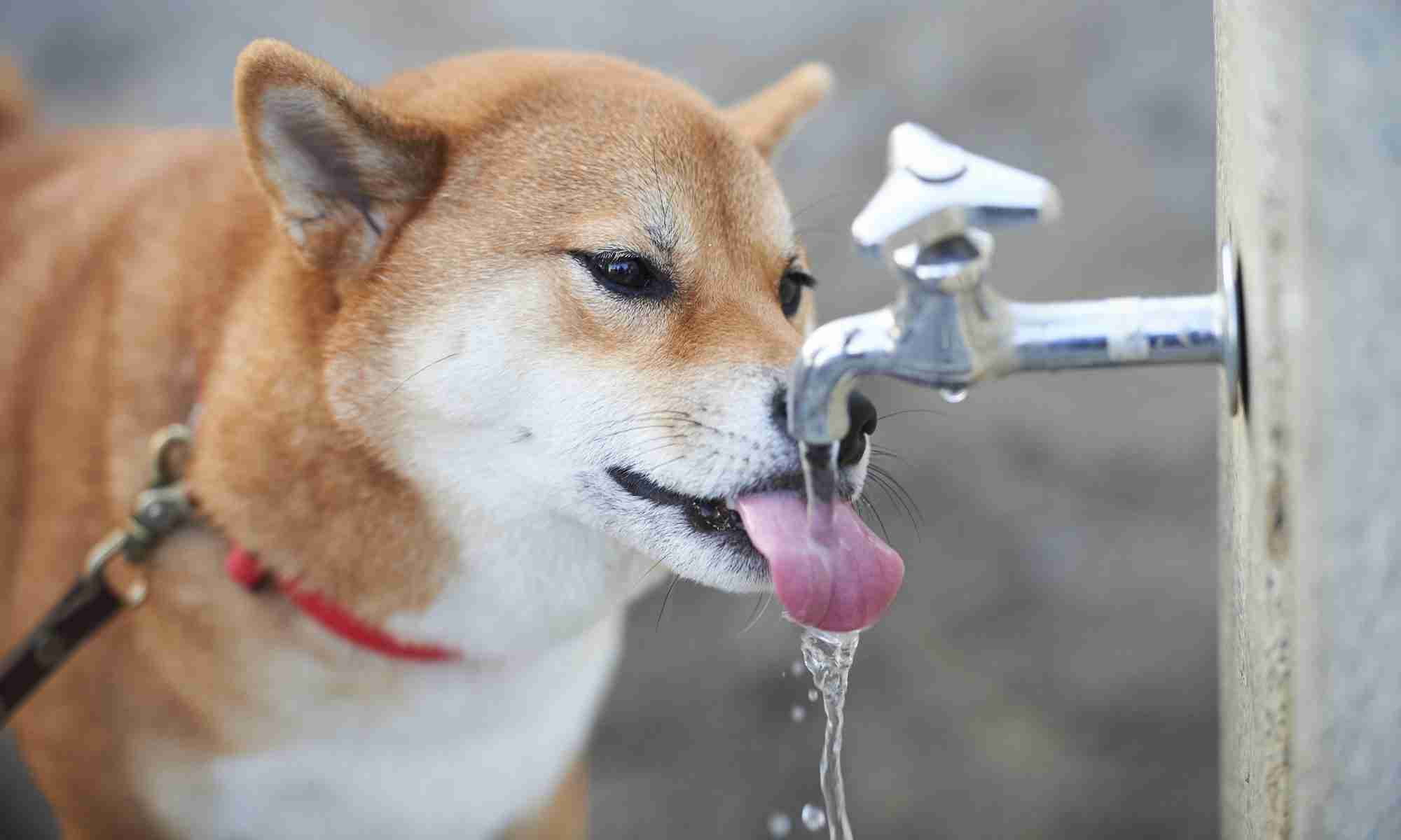 ウォーターサーバー使われている方