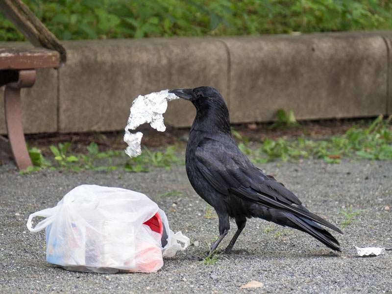 【悩み】風向きで全部飛んでくる【相談】