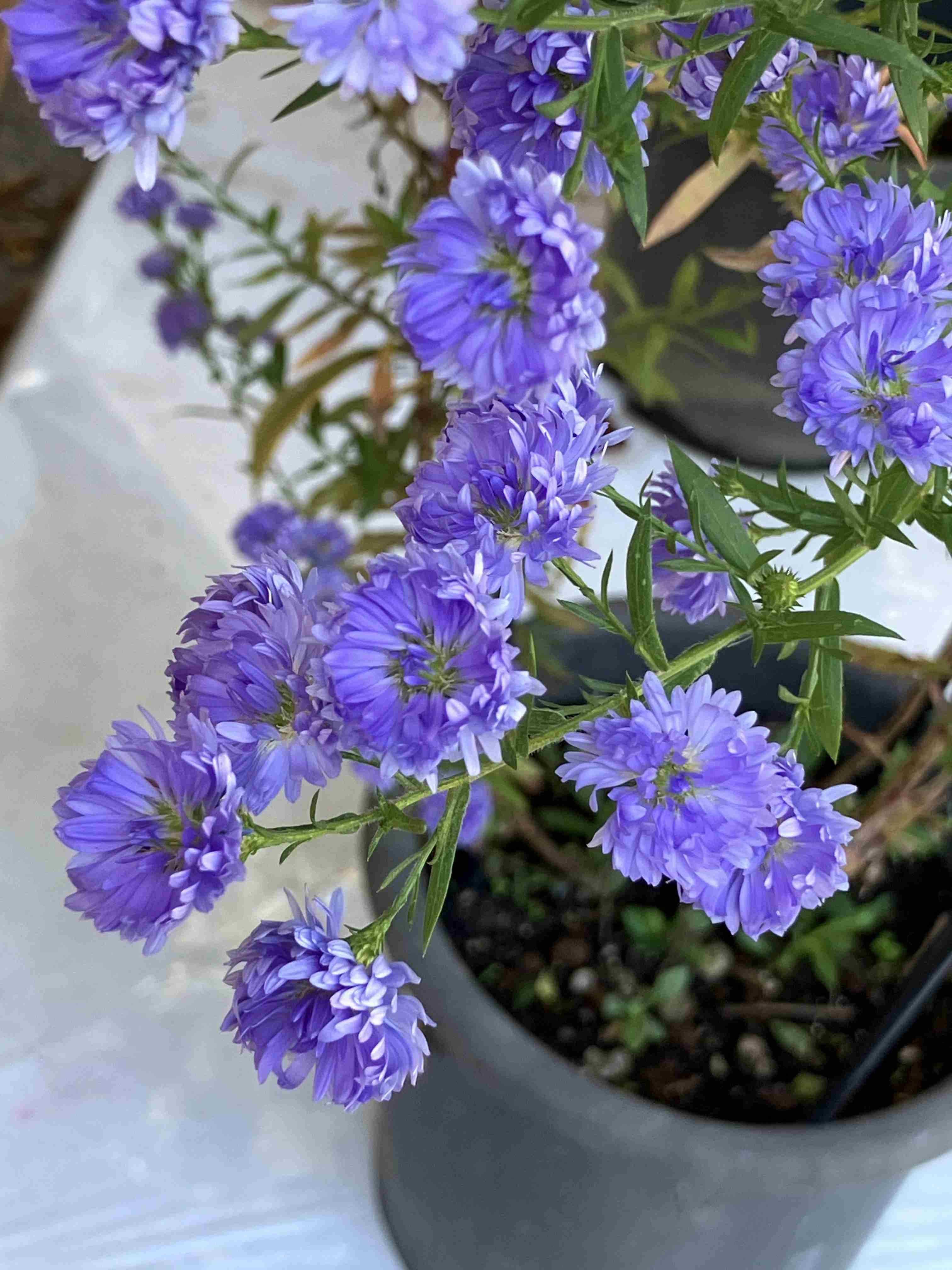 紫色が好きな人あつまれ！
