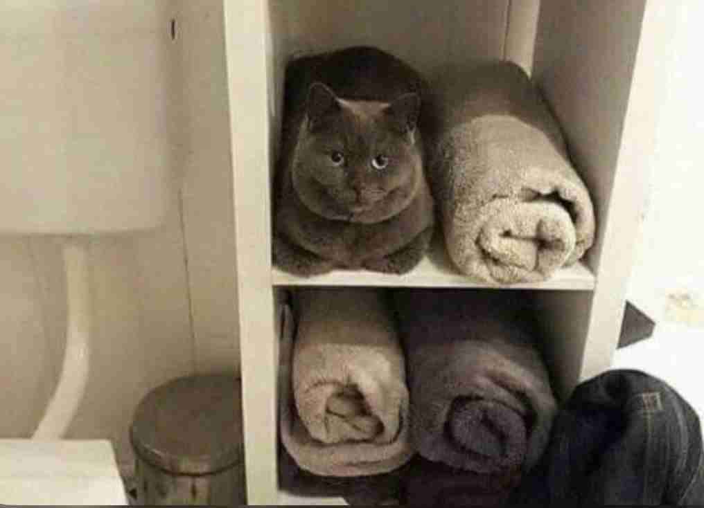 愛猫をガードするために箱を置いたら…⇨まさかの展開に「箱はニャンコを惹きつける」の声