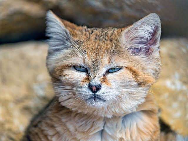 愛猫をガードするために箱を置いたら…⇨まさかの展開に「箱はニャンコを惹きつける」の声