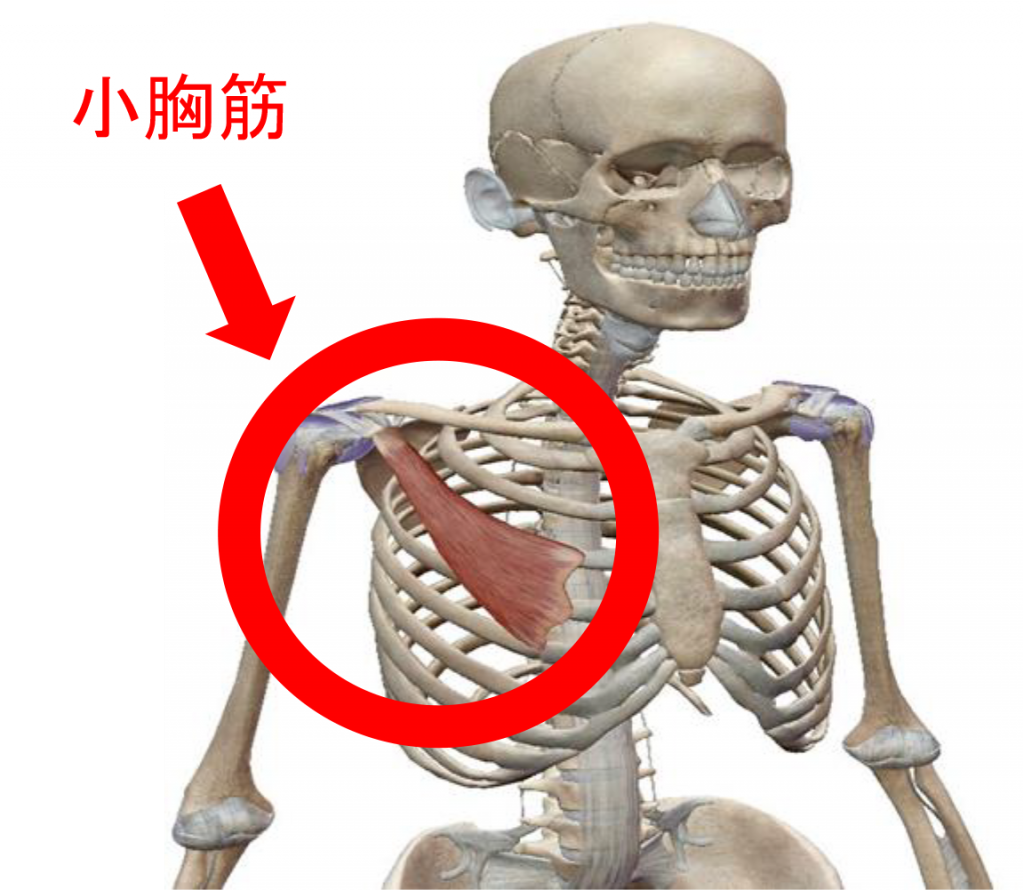 直角肩に憧れる