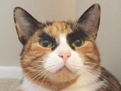 眉毛の悩み