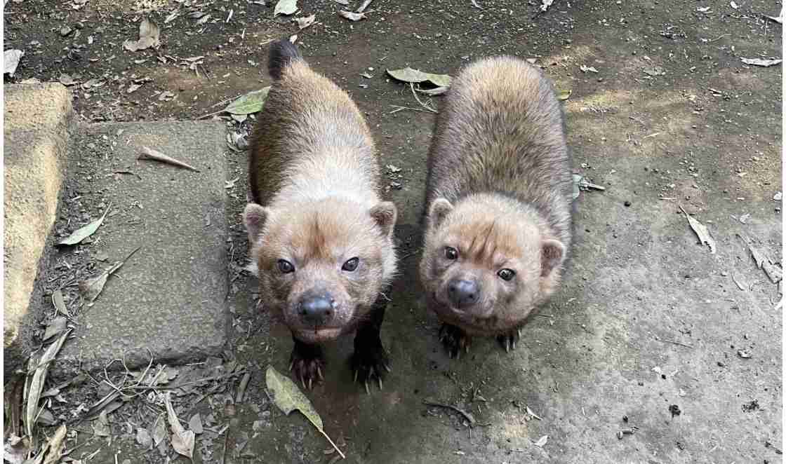 好きな珍しい動物