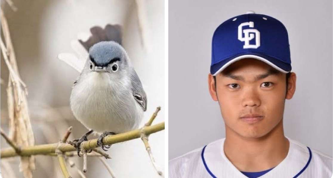 好きな珍しい動物