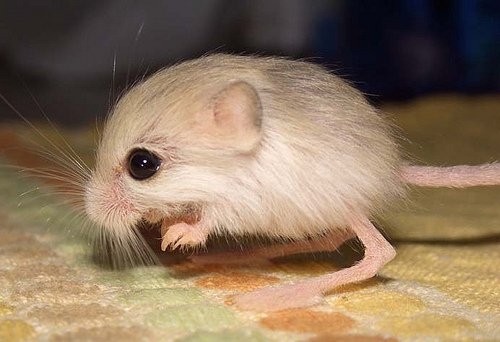 好きな珍しい動物