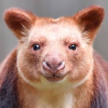 好きな珍しい動物