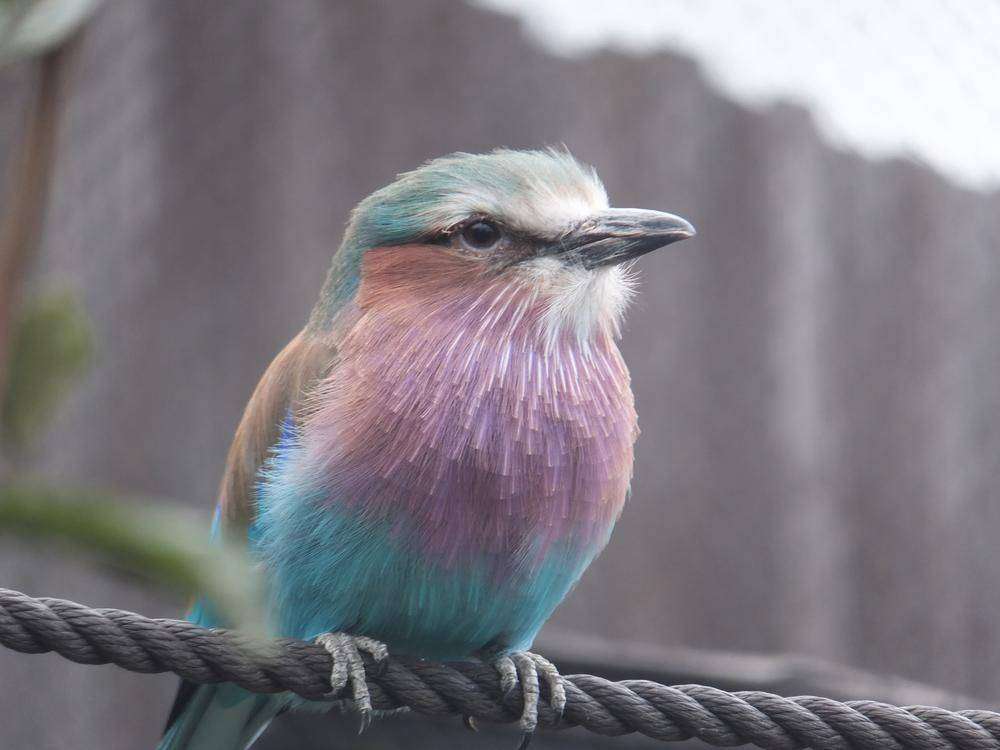 好きな珍しい動物
