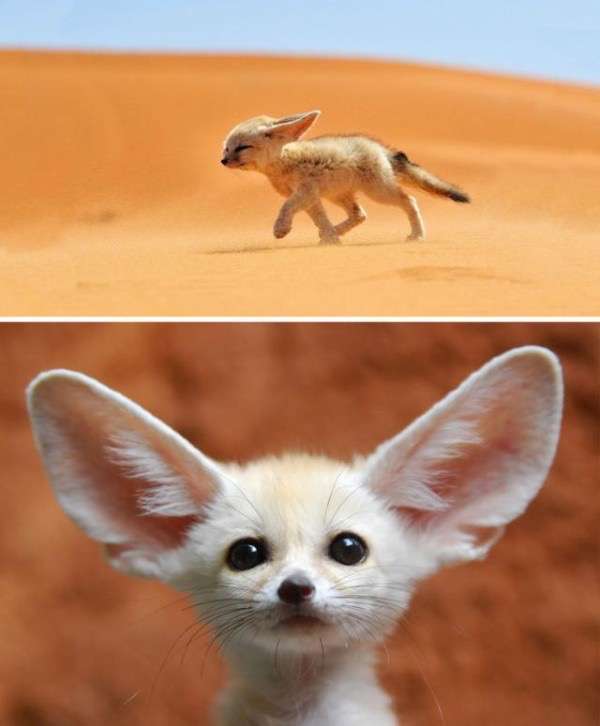 好きな珍しい動物