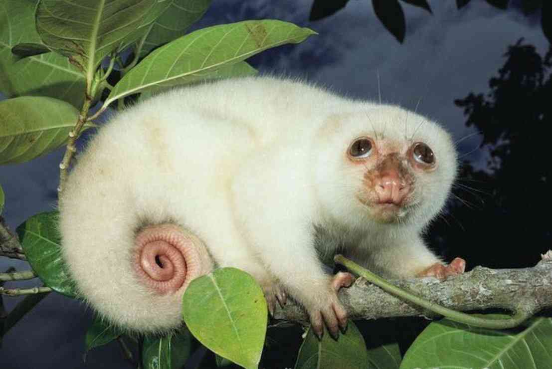 好きな珍しい動物